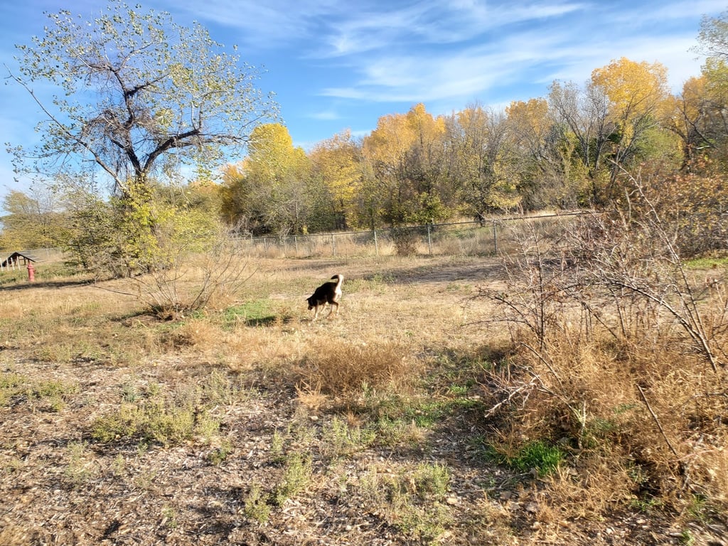 Waggin’ Tails Bark Park