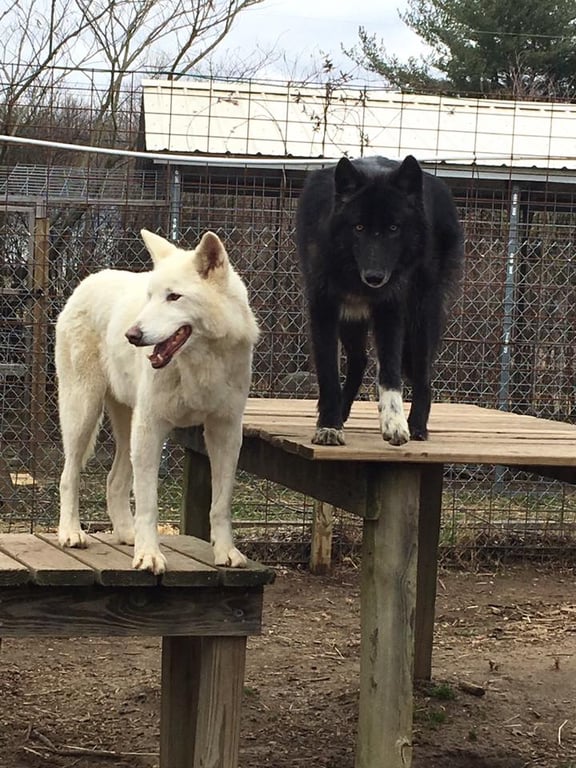 Howling Woods Farm