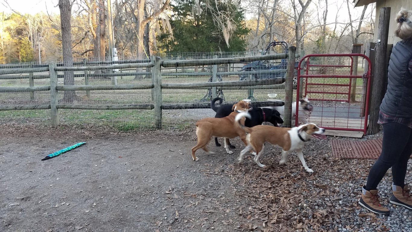 South Paws Dog Plantation