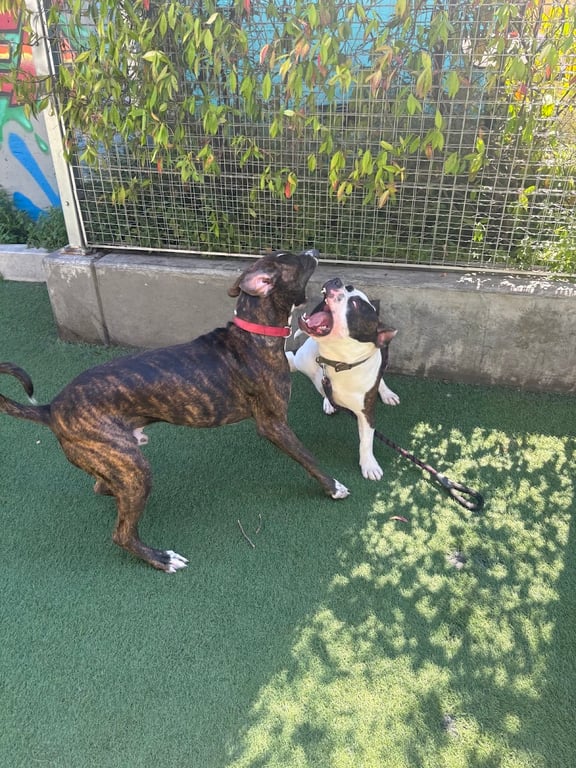 SoMa West Dog Park