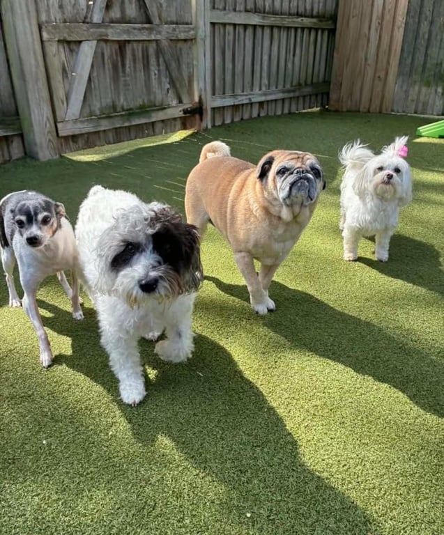 Cozy Canine Camp