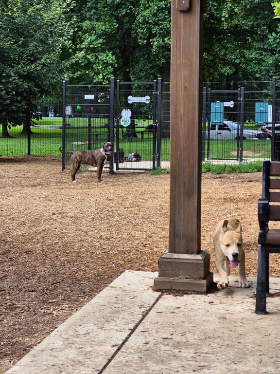 Talley Day Dog Park