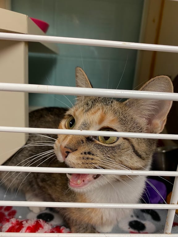 Anderson Humane