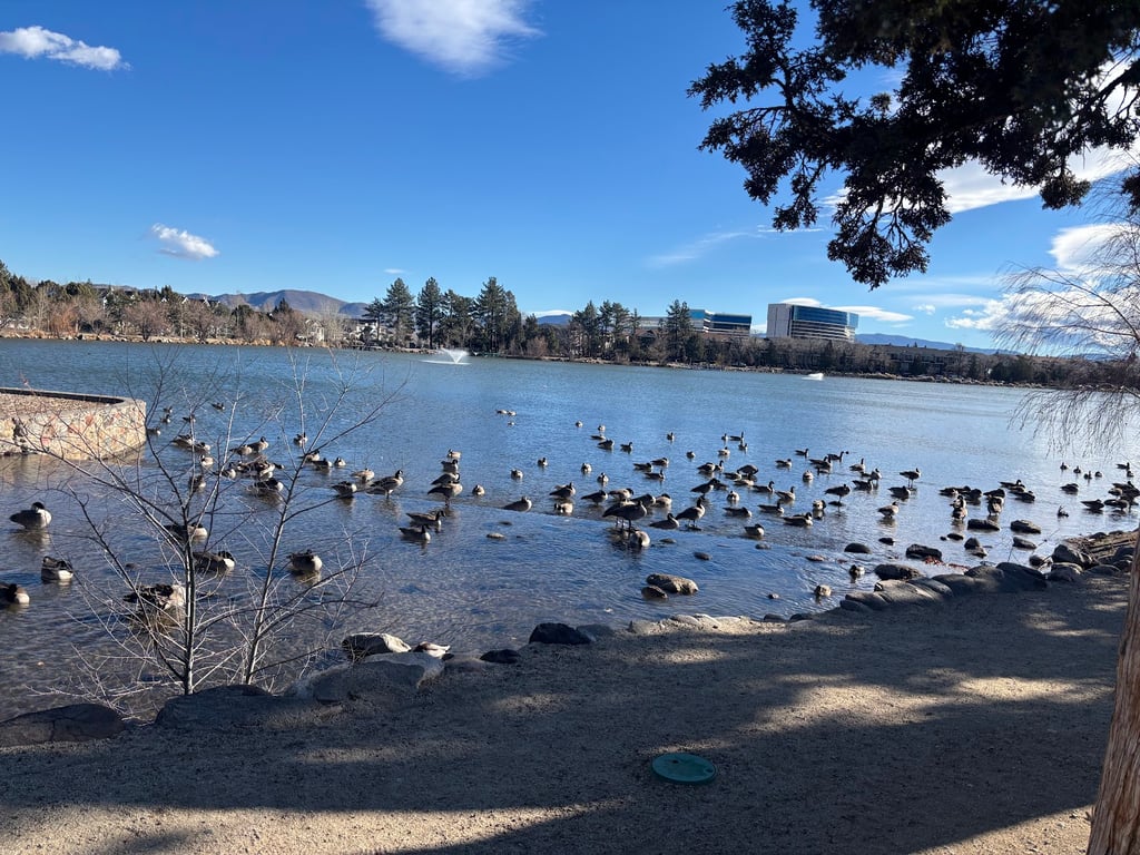 Virginia Lake Dog Park
