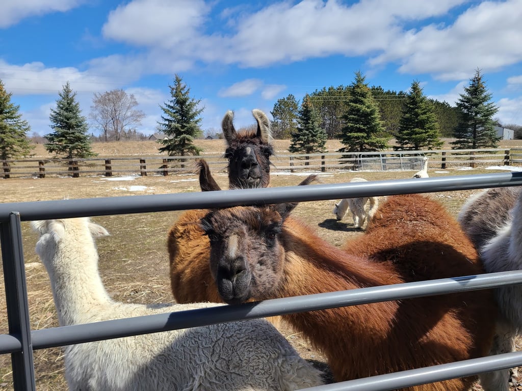 Kings Ranch