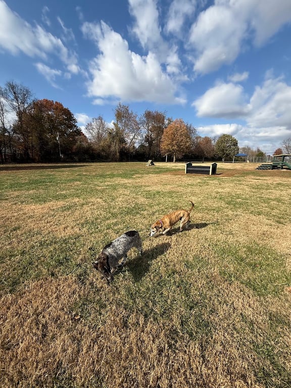 Bark Park at H.P. Thomas Park