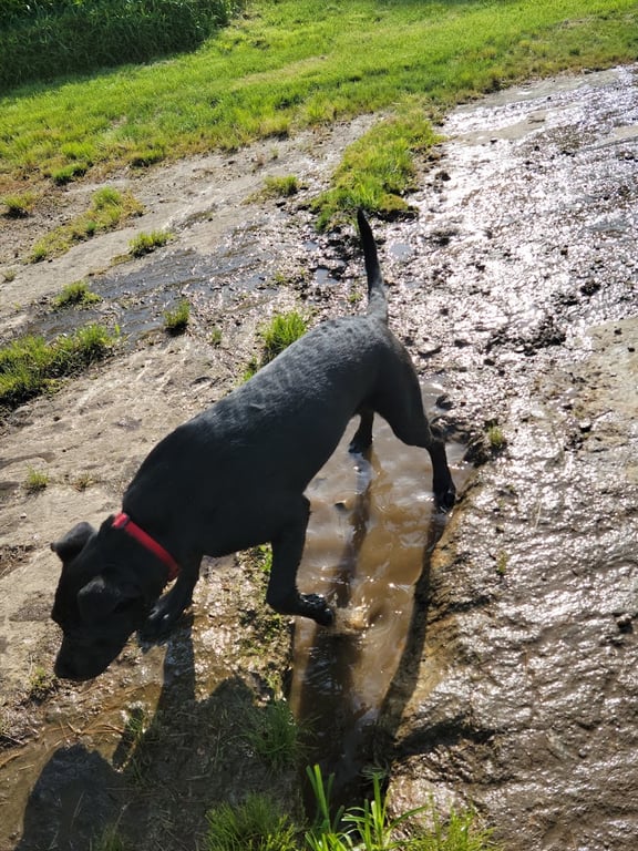 Andrew Mountain Park – Naugatuck Dog Park & Disk Golf Course