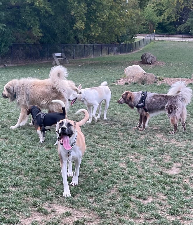 Bay View Dog Park Exercise Area