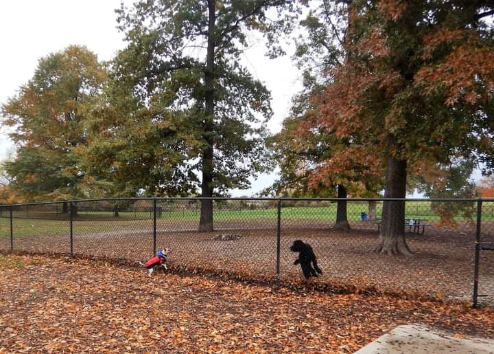 Cascade Dog Park
