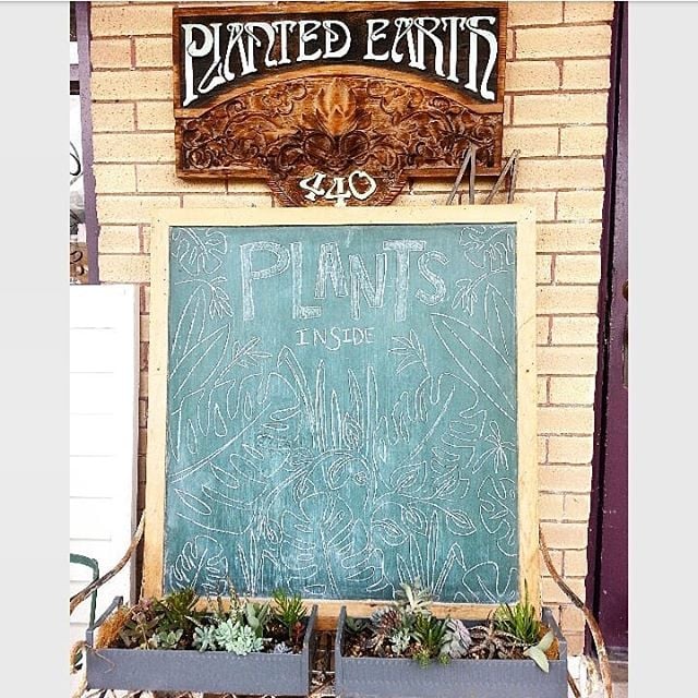 Photo of Planted Earth Plants and Antiques
