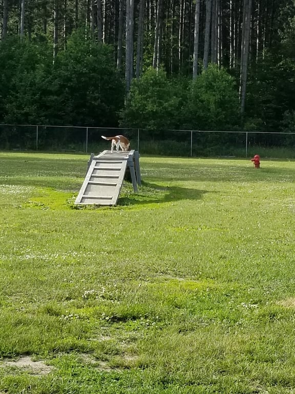 Markey Memorial Dog Park