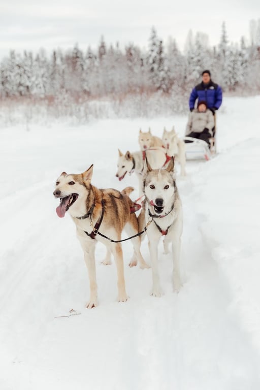 AK Sled Dog Tours