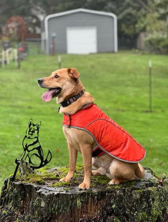 Summit Ridge Canine Retreat