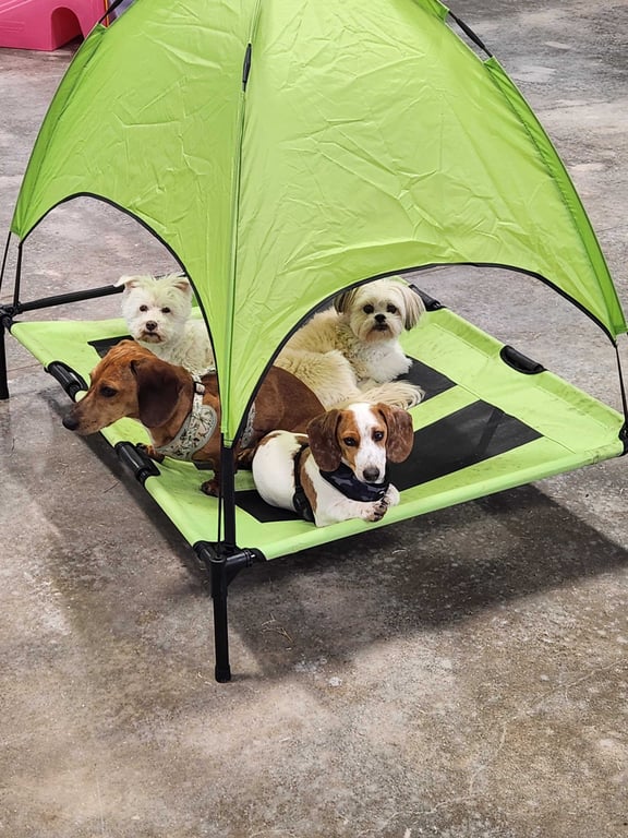Four Paws Play Yard
