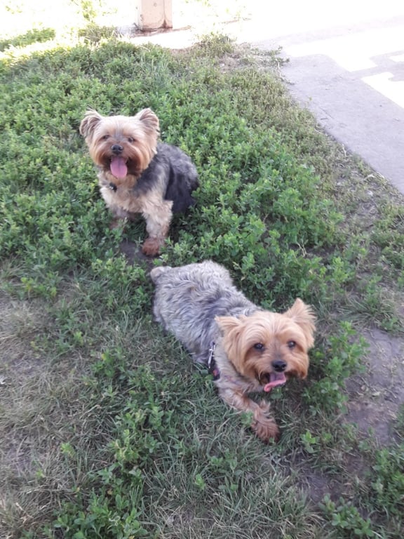 Peppers Dog Park