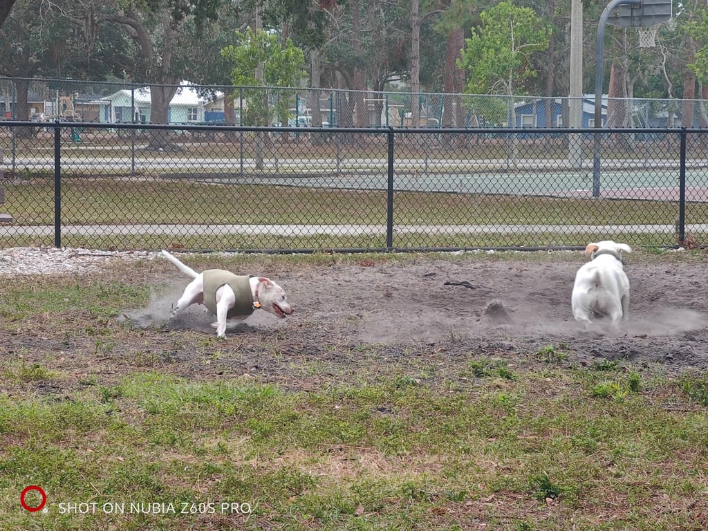 Canine Club Dog Park