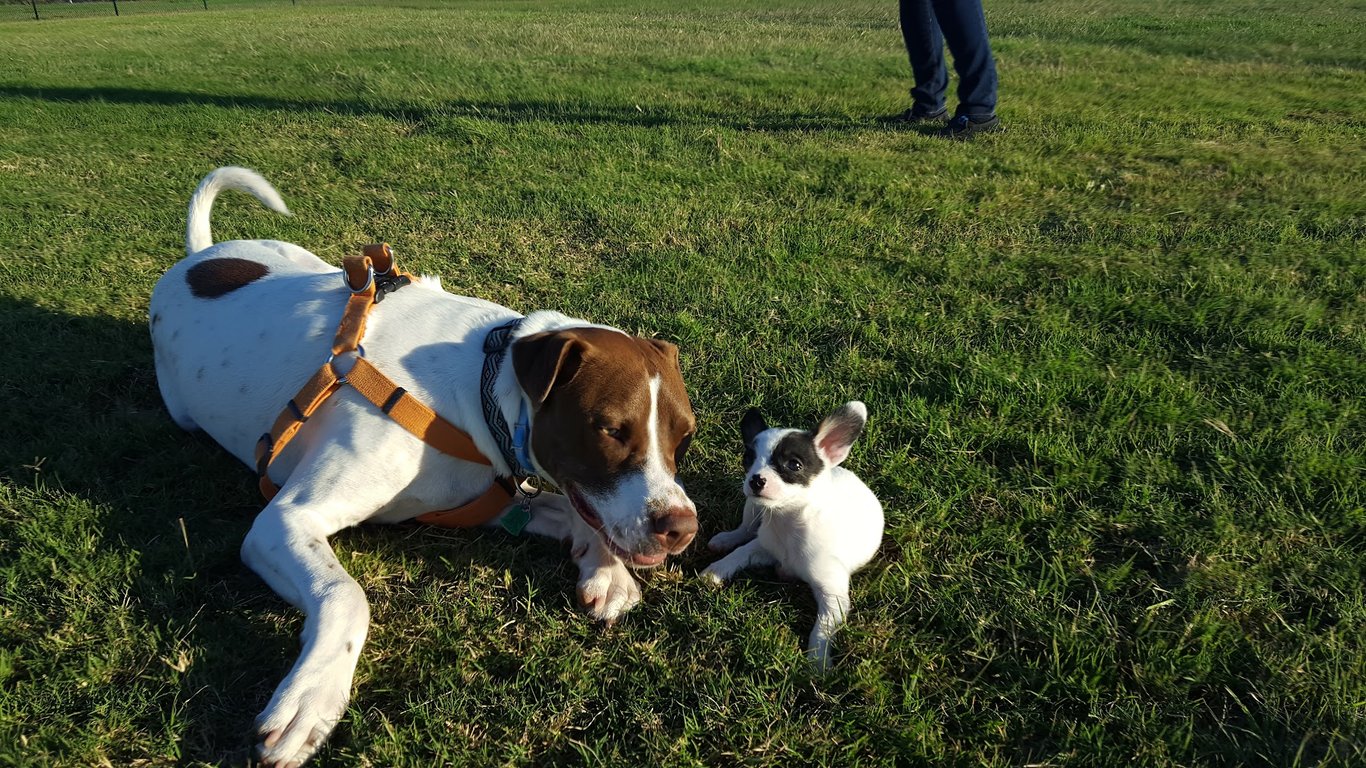 Camp Barkeley Dog Park