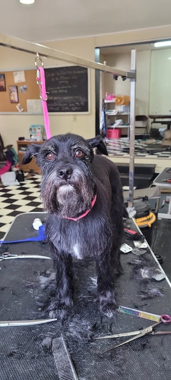 Pooch Parlor