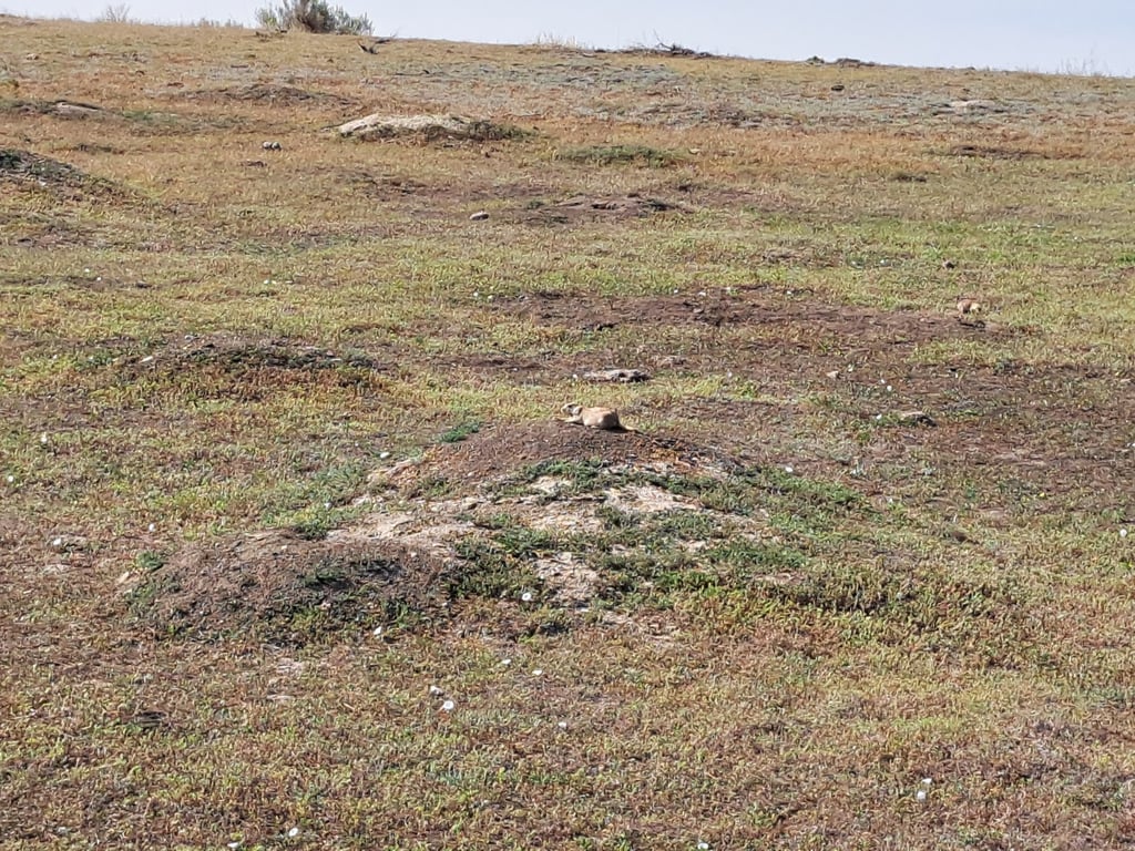 Prairie Dog Metropolis