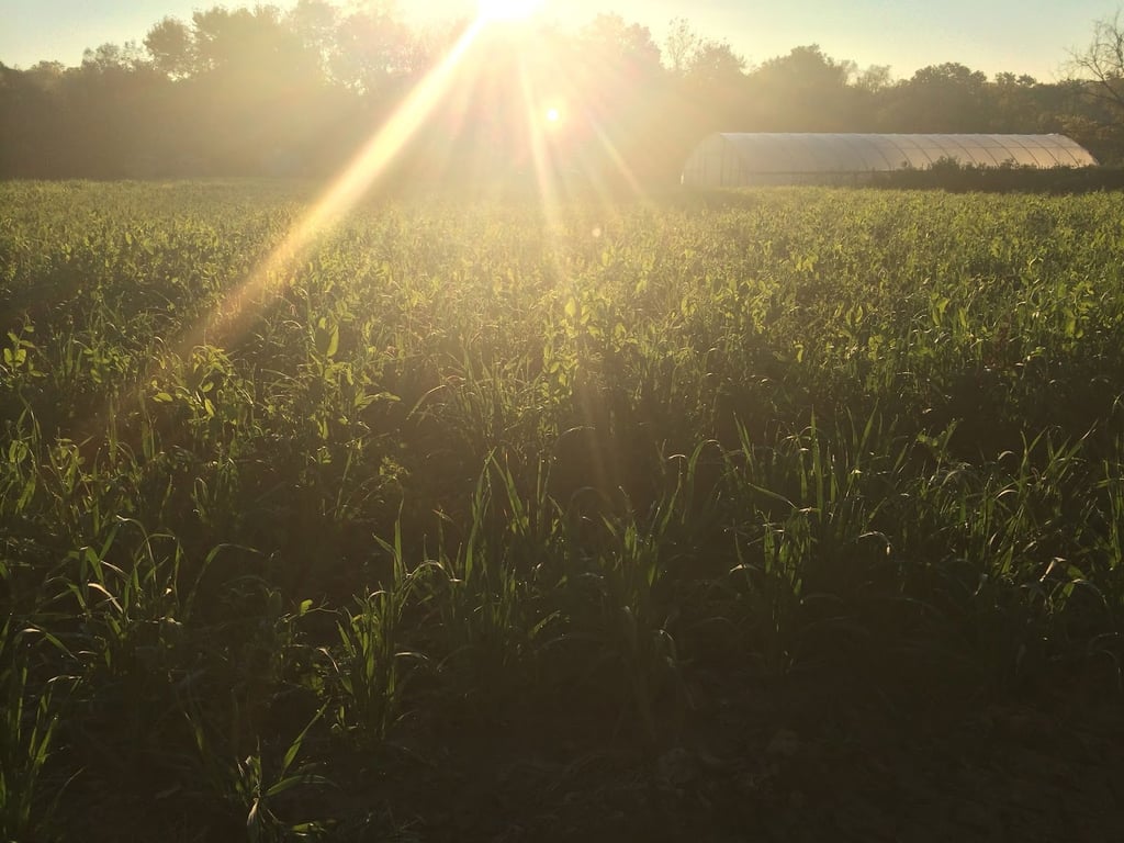 EarthDance Organic Farm School