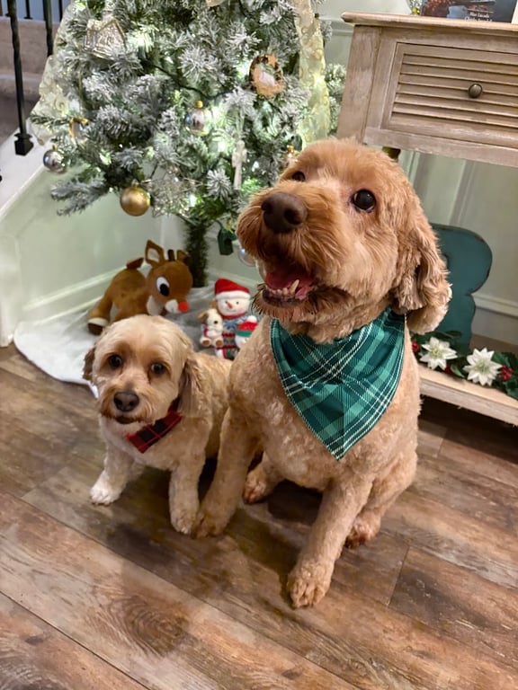 Pooch Playhouse & Boarding LLC