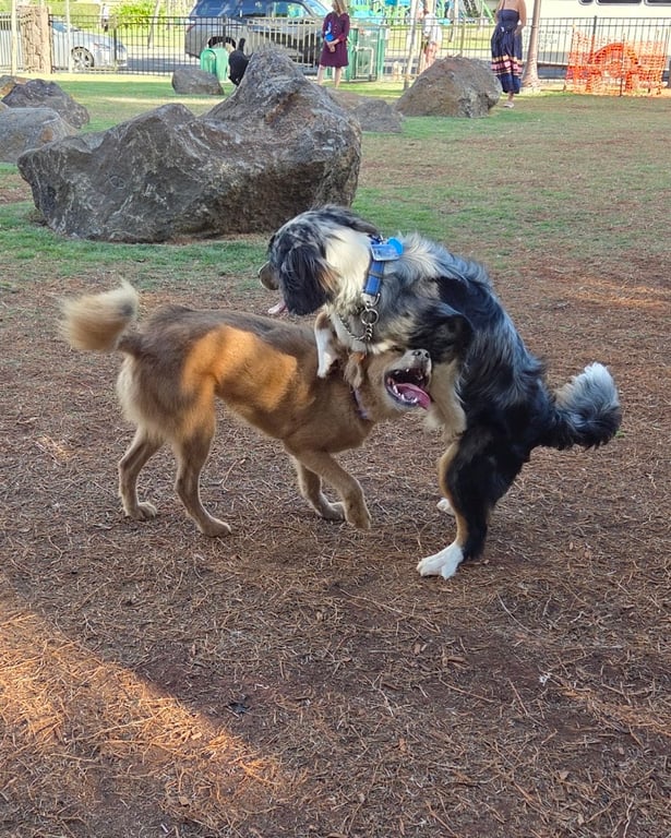 Kolowalu Dog Park