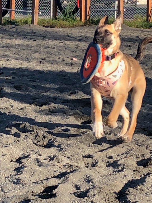 3 Friends Dog Park