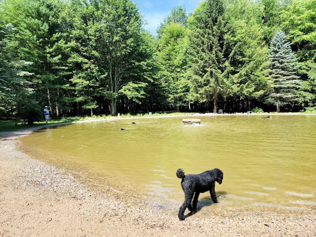 Shaggy Pines Dog Park
