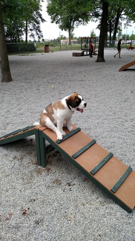 Avon Lake Dog Park