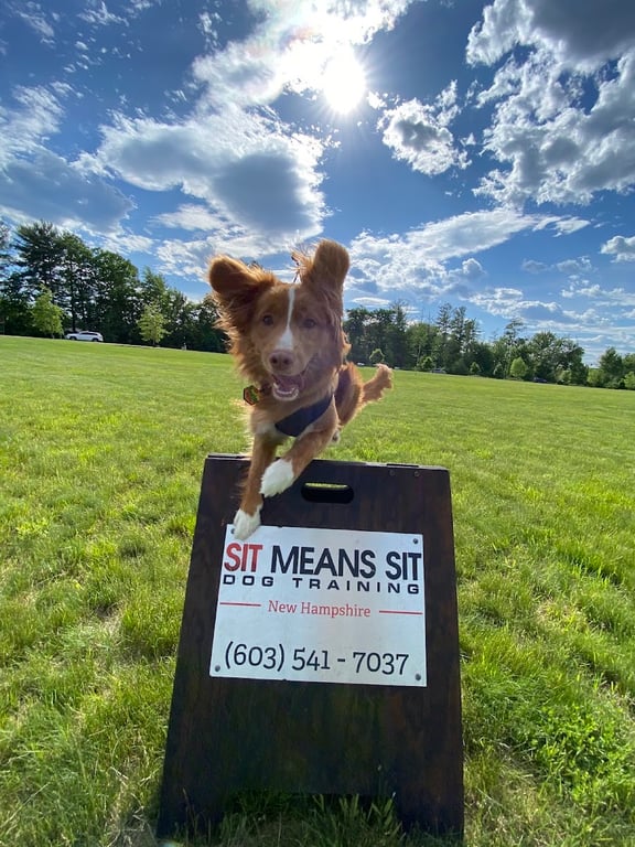 Sit Means Sit – New Hampshire
