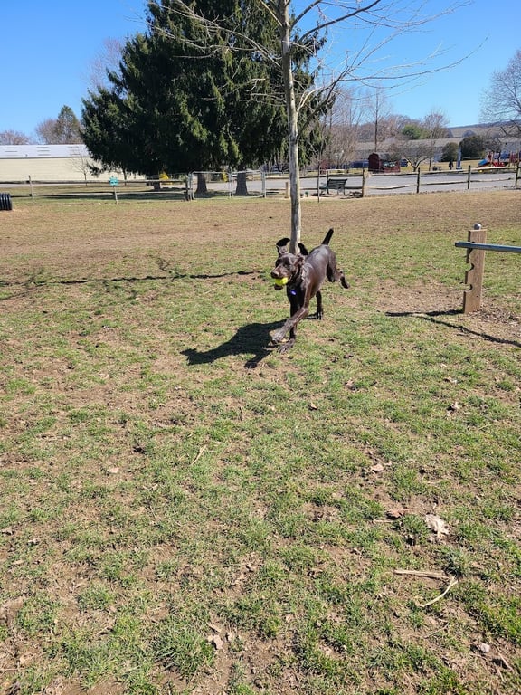 Selinsgrove Dog Park