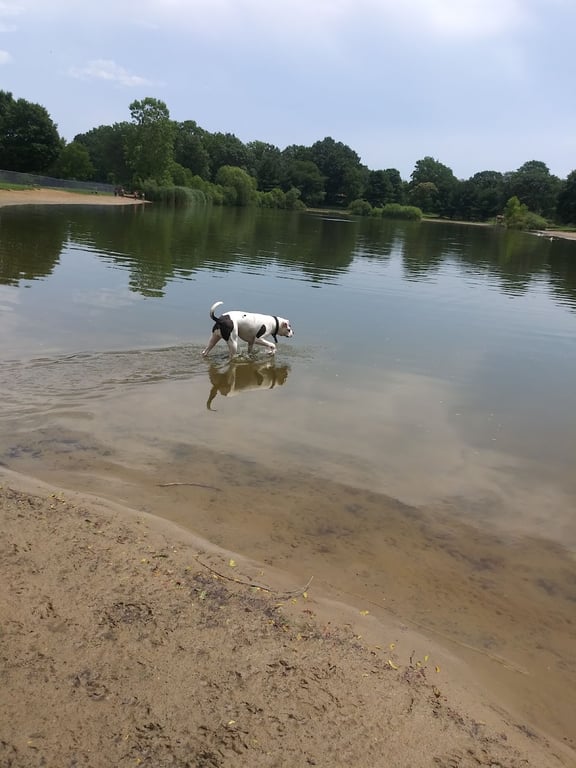 Bow Wow Beach