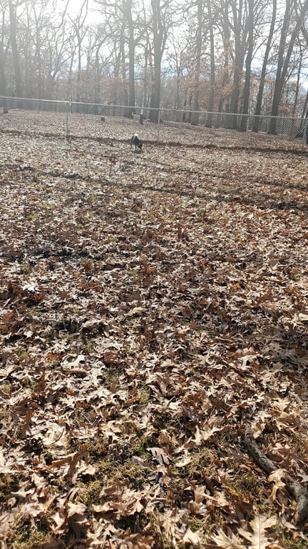 Oakwood Dog Park