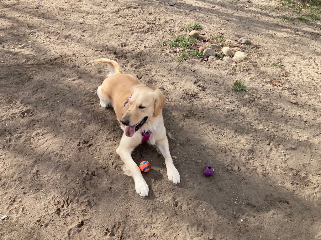 Croft Farm Dog Park