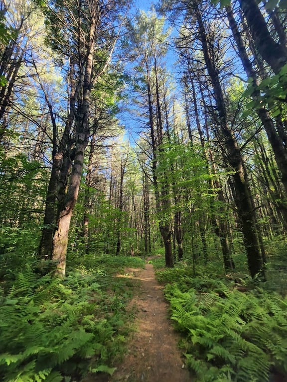 Mud Pond Country Park