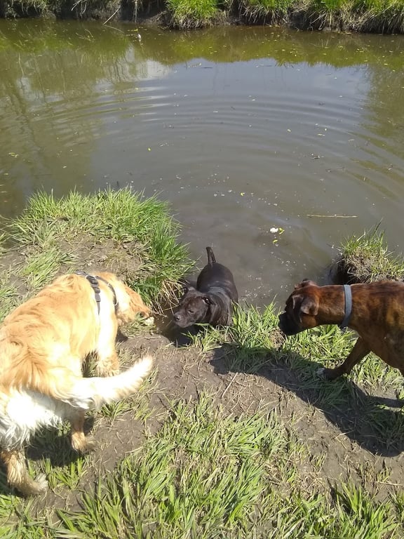 Parking Lot – Holmes Lake Dog Park