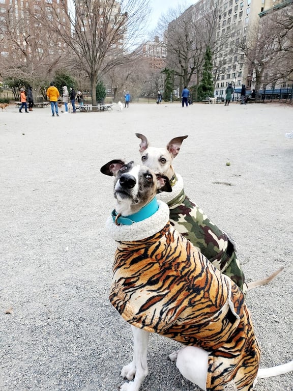 West 72nd Street Dog Run
