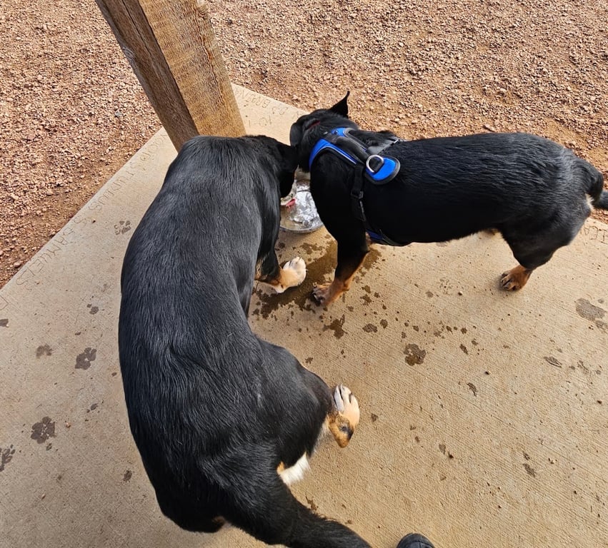 Three Lakes Dog Park