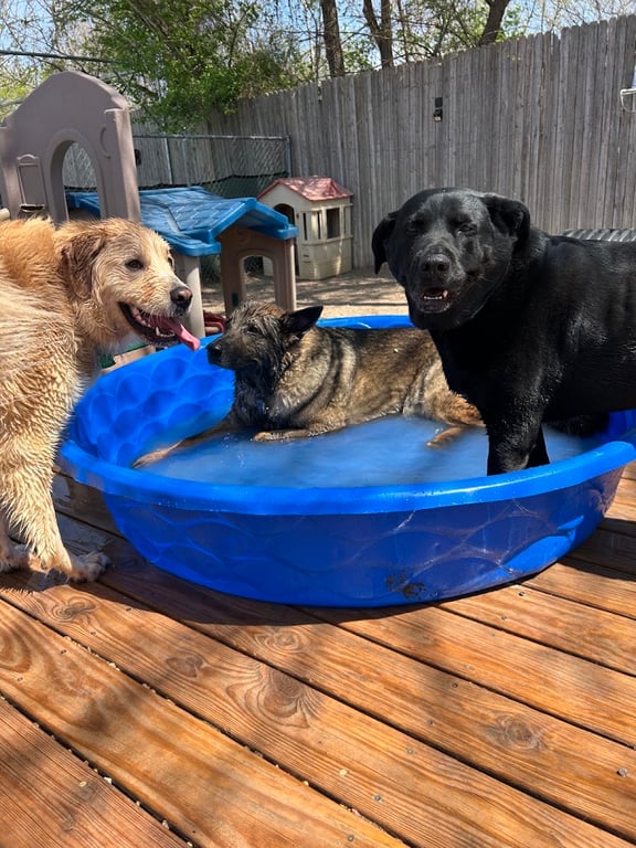 Central Park Dog Daycare