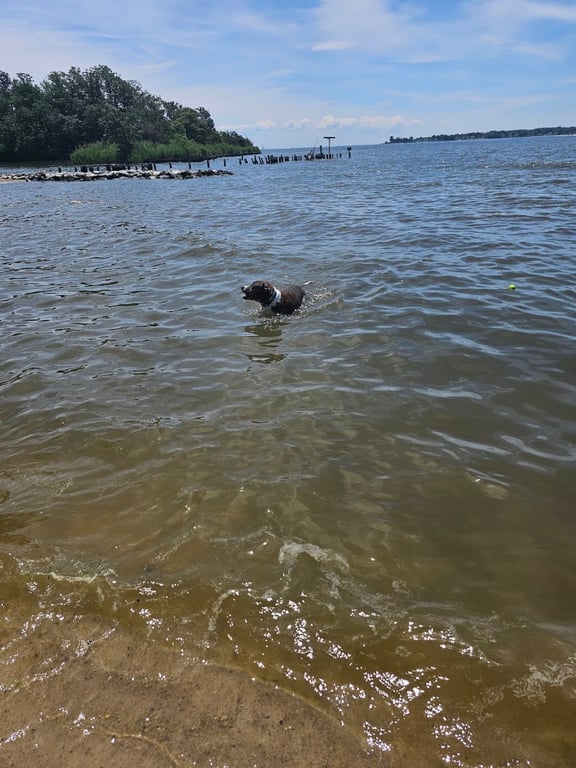 Quiet Waters Dog Park