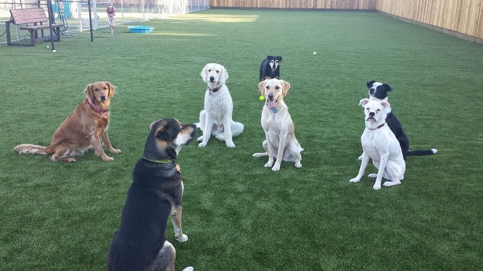 All Paws Stay -N- Play Stayner’s Doggie Retreat