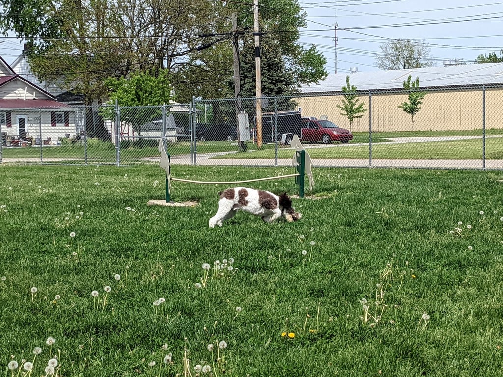 Bluffton K-9 Kommons Dog Park