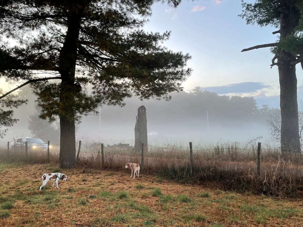 Wrentham Dog Park