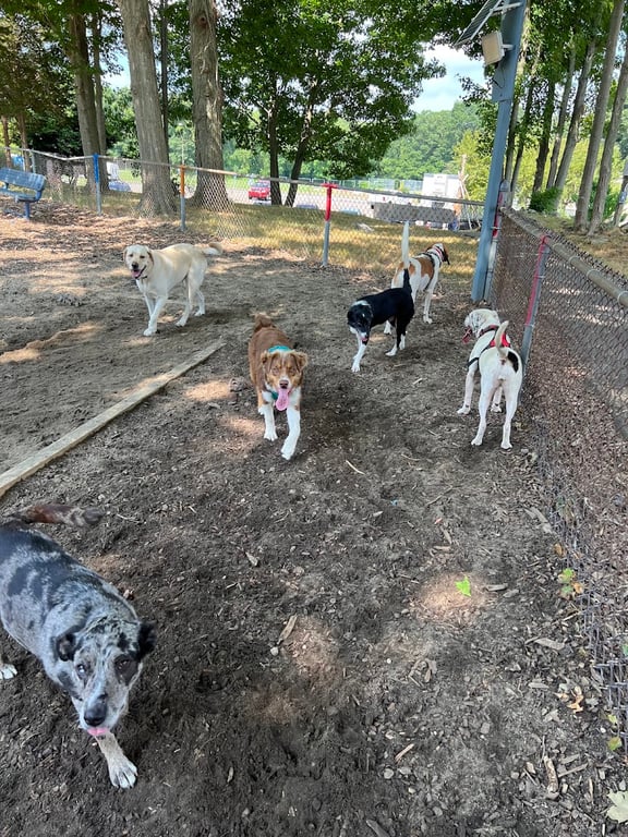 Bailey’s Dog Park