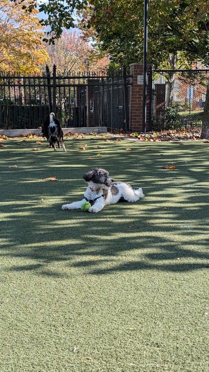Little Dog Run