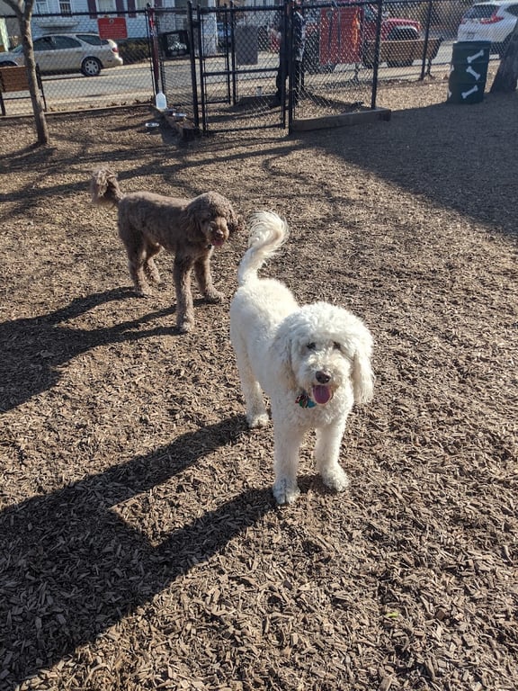 Wakefield Dog Park
