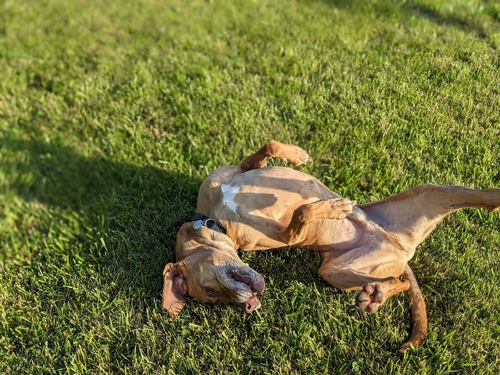 Peppy Paws Pooch Park, LLC