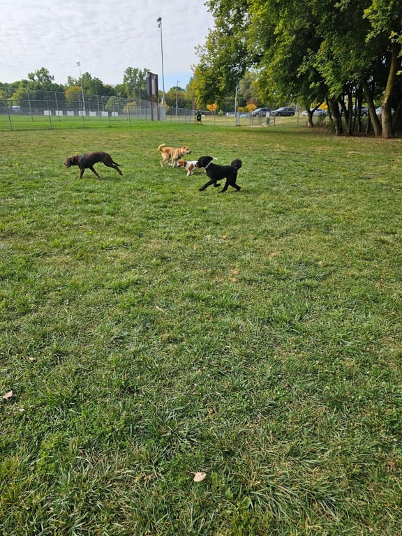 Northern Tail Dog Park