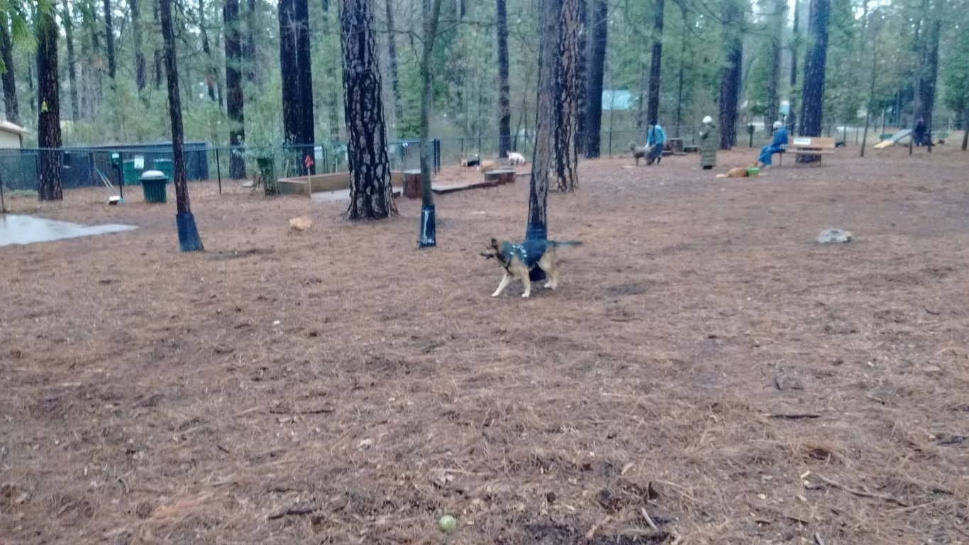 Dogs Run Free