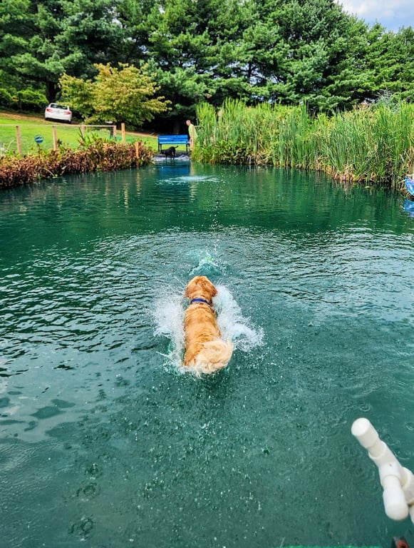 Barkby Plungers